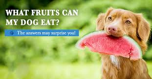 What fruits can my dog eat? – Central California SPCA, Fresno, CA