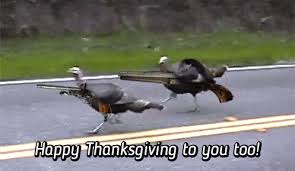 Animated thanksgiving gifs of turkeys, pilgrims, cornucopias, pumpkins and more. Happy Thanksgiving Gifs Animated Free To Share