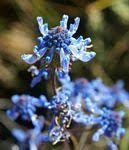 Image result for Pycnostachys orthodonta