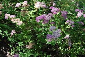 Image result for Spiraea japonica ´Little Princess