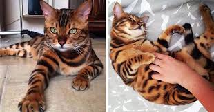 Belgian malinois dogs animals animales malinois dog animaux pet dogs doggies animal. Meet Thor The Bengal Cat With Purrfectly Beautiful Fur Bored Panda