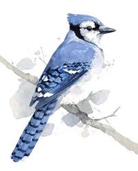 Blue Jay Print 8 X 10 Vogel Aquarel Schilderij Aquarel Blue Jay Print Schilderij Vog Soyut Suluboya Sanatsal Baski Suluboya Teknikleri