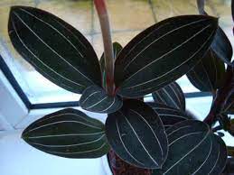Jewel orchids are slow growers so fertilising once a month is adequate during spring + summer using a regular houseplant fertiliser. Jewel Orchid Ludisia Discolor Guide Our House Plants