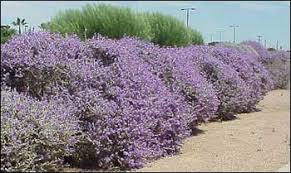 Blooms yellow flowers in spring and fall. Plants For The Arizona Desert Town Of Gilbert Arizona