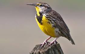 Western Meadowlark North Dakota State Bird Meadowlark Bird Life List Bird Species