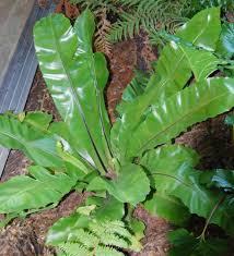 Image result for Asplenium
