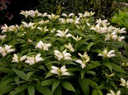 Image result for Blotiella glabra