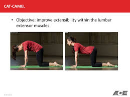 Cat position get to your hands and knees, both knees should be spaced hip width apart and your hands directly beneath the shoulders. Ace Personal Trainer Manual Ppt Download