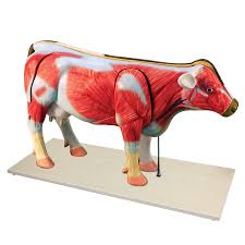 Cow Model