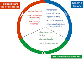 In biology, mutation is a sudden change in the base pair sequence of the genetic material of a living organism, whether the genetic material be deoxyribonucleic acid (dna) or ribonucleic acid (rna). Mutation Rate An Overview Sciencedirect Topics