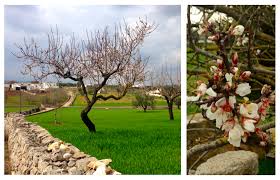 The Cherry Blossoms Are Blooming We Think Springtime Is The Most Gorgeous Time Of The Year To Visit Puglia There Aren T B Wild Flowers Spring Time Olive Tree