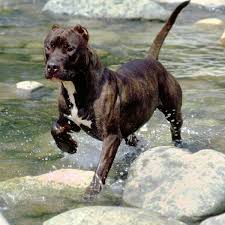 American staffordshire terriers are muscular, giving the impression not only of great strength for their size but also of grace and agility. American Staffordshire Terrier Dog Breed Everything About American Staffordshire Terrier