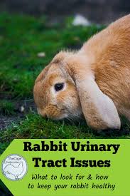 Wildlife photographer irene mendez cruz, was on holiday on the remote welsh island of skokholm. Rabbit Urinary Tract Issues The Cape Coop