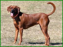 Pin Di 7 Jenis Anjing Pemburu Babi Terbaik