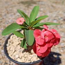 Image result for Euphorbia memoralis