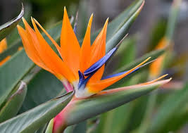 Image result for Strelitzia caudata