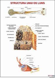 Cartilaj de articulatie os spongios. Planse Anatomie Structura Unui Os Lung