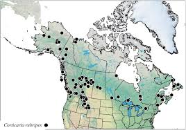 This product is made by howal shafi kings herbal industries. A Review Of The Western Canadian And Alaskan Species Of Corticaria Marsham 1802 Coleoptera Latridiidae Descriptions Of New Species And Taxonomic Notes On Other North American Species