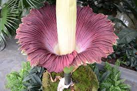 Corpse Flower Bloom 2019 Best Flower Wallpaper