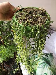 I had a string of bananas before but killed it. Save My String Of Pearls Plants