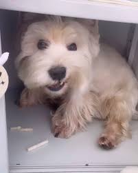 @sunshinejustasurprise Happy T👅T Can you hear how yummy my treat was  😋🤣😂Enjoy your Tuesday whatever you do and wherever you are 😘, .,  💥𝗦𝗛𝗢𝗣 𝗡𝗢𝗪 🔥𝗟𝗜𝗡𝗞 𝗜𝗡 𝗠𝗬 𝗕𝗜𝗢 👆🏻 𝗪𝗼𝗿𝗹𝗱𝘄𝗶𝗱𝗲  𝗦𝗵𝗶𝗽𝗽𝗶𝗻𝗴 ✈️, ., ...