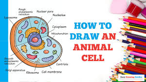 Diagram showing the parts of an animal cell. ØªÙˆÙŠØªØ± Easy Drawing Guides Ø¹Ù„Ù‰ ØªÙˆÙŠØªØ± How To Draw An Animal Cell Easy To Draw Art Project For Kids See The Full Drawing Tutorial On Https T Co Xxh0eohrpr Animal Cell Howtodraw Drawingideas