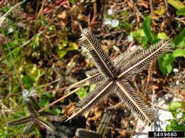 Image result for Dactyloctenium geminatum