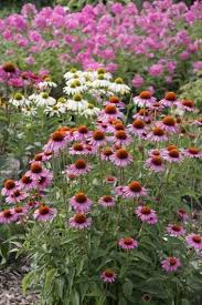 Den Garten Pflegeleicht Gestalten Pflegeleichter Garten Garten Bepflanzen Garten Anlegen