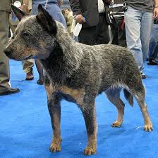 This Picture Is The Reason We Have Pepper Herding Dogs Breeds Cattle Dog Pets