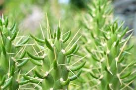 Image result for Austrocylindropuntia