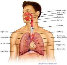 Human body 101 | national geographic. Respiratory System Pulmonary System Anatomy Healthengine Blog