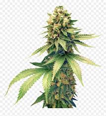 Cannabis Png Images Free Download Cannabis Png Transparent Png Vhv Download the weed png on freepngimg for free. cannabis png transparent png