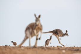 australias beloved kangaroos are now controversial pests