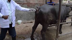 Image result for artificial insemination