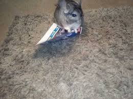 Only pay for shipping if you know the seller. Chinchilla For Sale In Boston Pe21 On Freeads Classifieds Chinchillas Classifieds
