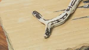 Rare 2-headed snake celebrates 7 months