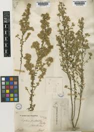 Image result for Stomatanthes