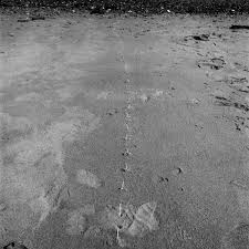 Bildergebnis für Maria Laet