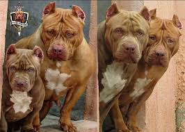 54 Likes 1 Comments Monster Monsterrfl On Instagram Avalonmonsters Bullyxl Puppypittbull Pupp In 2020 Pit Dog Blue Pitbull Bull Terrier Dog