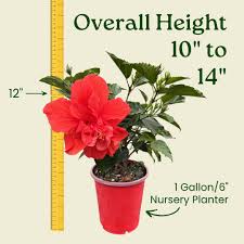 Image result for Hibiscus Red 2015 Vito