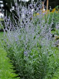 Image result for Perovskia atriplicifolia lacey blue photo