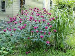 Check spelling or type a new query. Bee Balm How To Plant Grow And Care For Bee Balm The Old Farmer S Almanac
