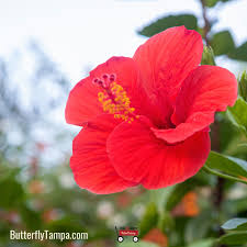 Image result for Hibiscus noldeae