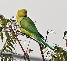 Rose Ringed Parakeet Wikipedia