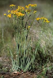 Image result for Senecio latifolius