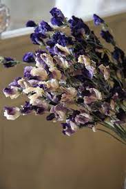 Pin On Flowers In Violet Selected By Tremolo
