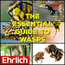 The Essential Guide To Wasps Ehrlichs Debugged Blog