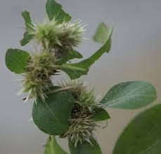 Image result for Alternanthera pungens