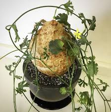 Image result for Kedrostis africana