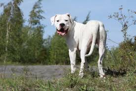 Chó chiến đấu cordoba (vi); Dogo Argentino 2019 Charakter Wesen Hunde Fan De